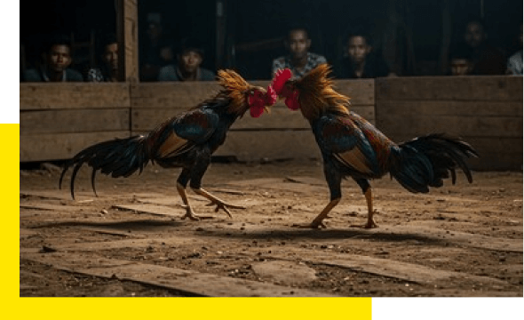 bj6679-cockfighting-2-img