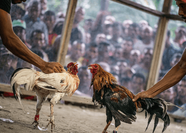 bj6679-cockfighting-card-img-3